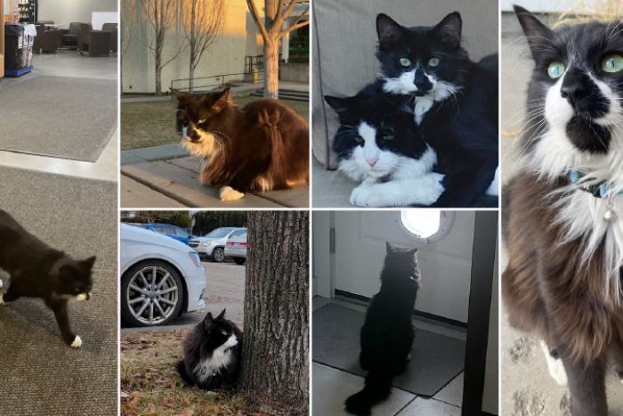 Collage of images of Felix wandering around the campus or being goofy at home