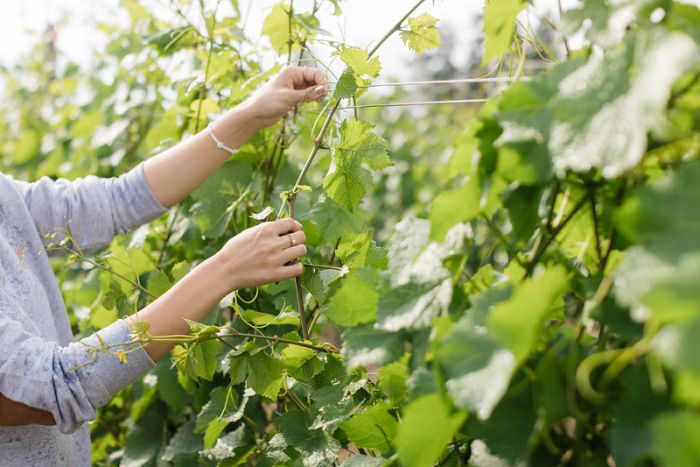 a person in a grey sweater examining a green grape vine in a vineyard