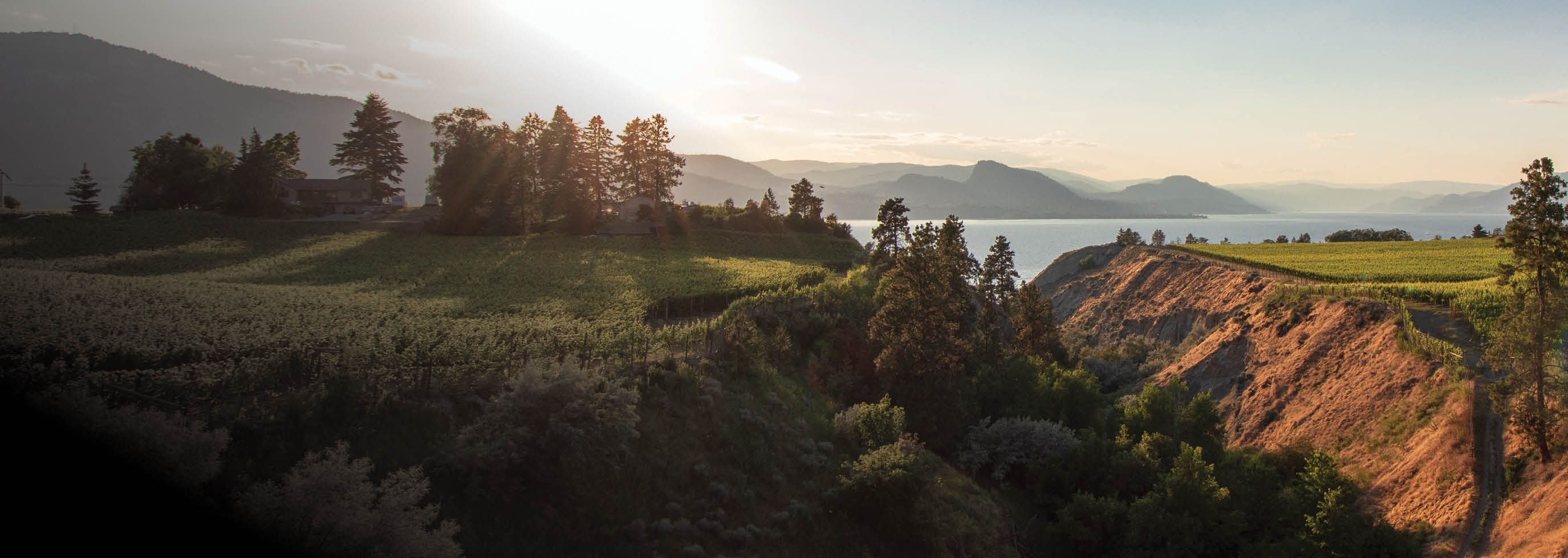 Beautiful sunny day overlooking vineyards with a lakeview in the background