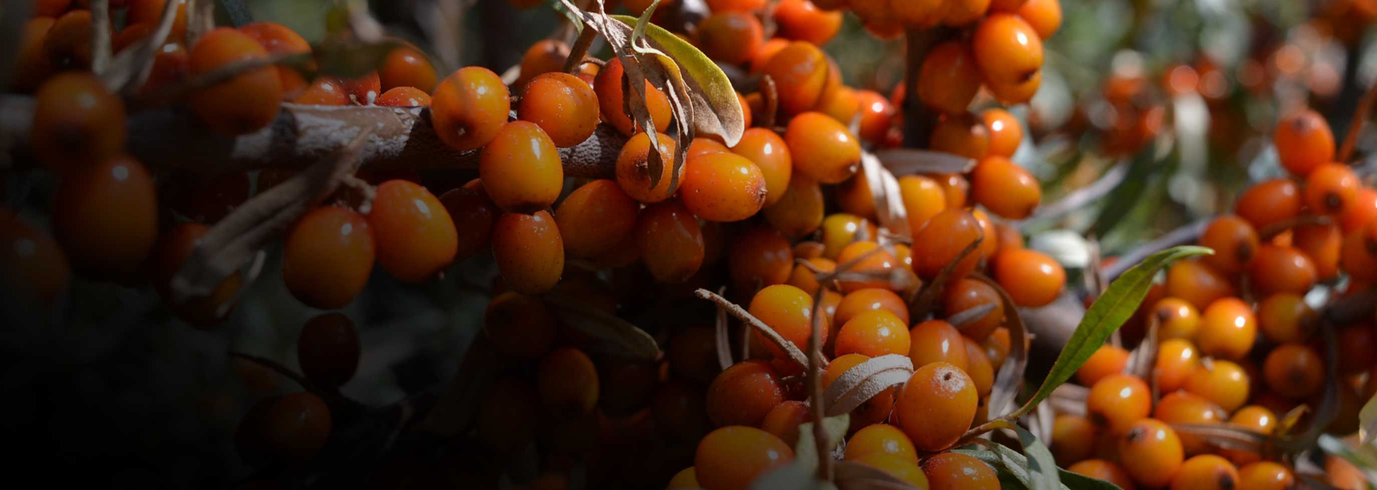 Image of orange berries in Kalamalka Garden