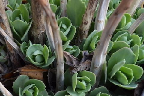 Several plant species of significance to Indigenous peoples are growing in the Kalamalka Indigenous Garden.