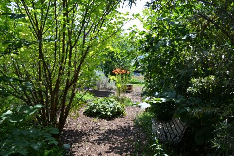 K’nmaĺka? Sənqâĺtən features a path through plants that are significant to Indigenous Syilx people of the Okanagan.