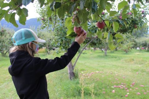 Masked elementary student with a hat on picks an apple in an orchard