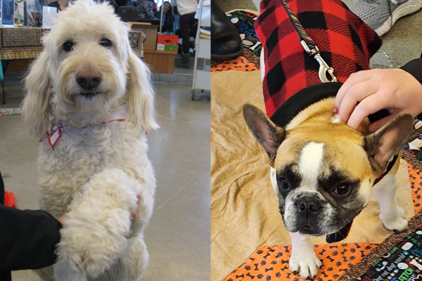 Pictured from left: caring canines Wilson and Bella. 