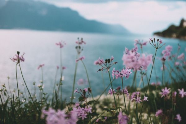 A foreground of purple wildflowers with a lake and mountains in the background 