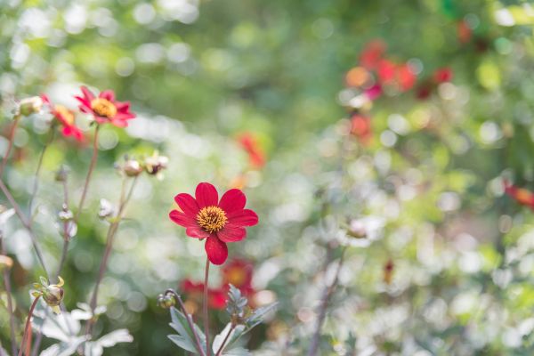 Close-up of red flowers in a green garden