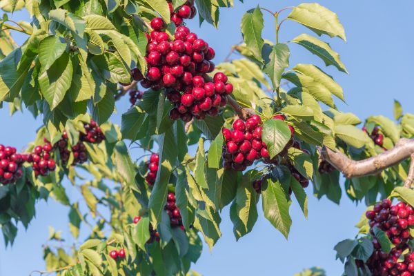 Close-up of red cherries on a branch with green leaves and a blue sky in the background