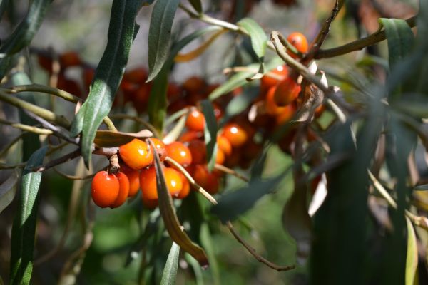 Close-up of orange Sea Buckthorn berries with green leaves