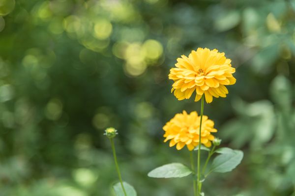 Close-up of yellow dahlias with a green garden in the background