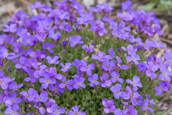Close up of small purple flowers