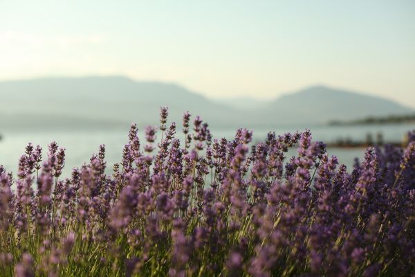 Close-up of a lavender bush with a blue lake, sky, and mountains in the background