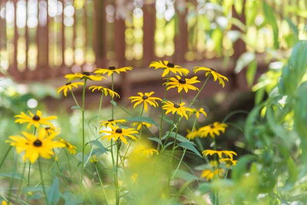 Close up of yellow daisies with a brown bridge in the background