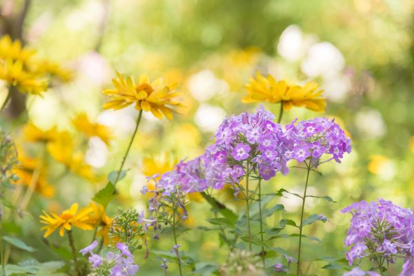 Close up of purple phlox and yellow daisies in a sunny garden