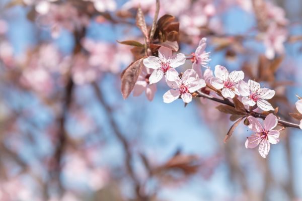 Close-up of pink cherry blossoms with a blue sky in the background