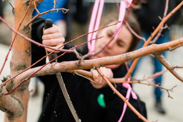 Close-up of hands using a pruning saw to cut a tree branch outdoors