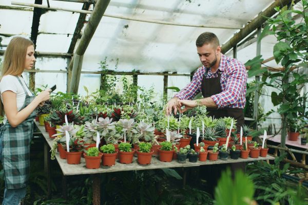 Two people working in a greenhouse