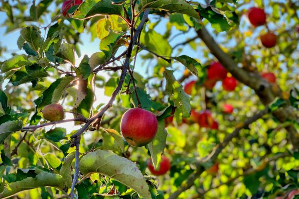 Apple tree under the sunlight