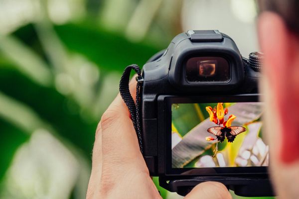 A camera focusing on a plant