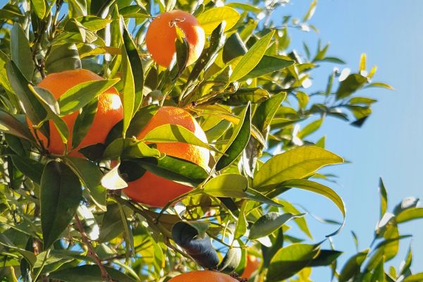 A pest-free orange under the sun