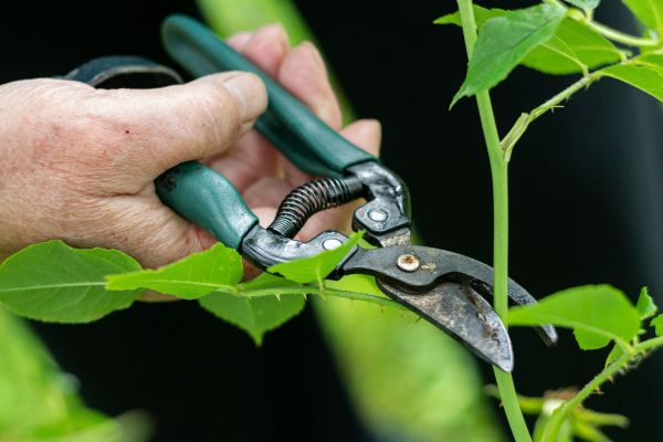 A hand pruning a plant