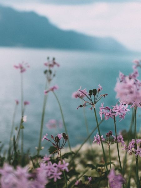 A foreground of purple wildflowers with a lake and mountains in the background 