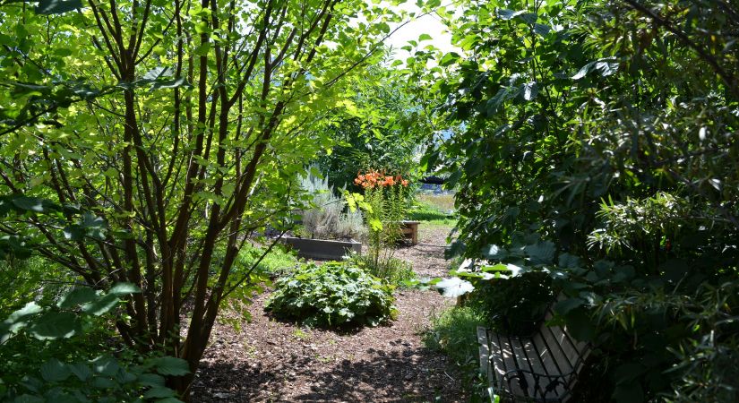 K’nmaĺka? Sənqâĺtən features a path through plants that are significant to Indigenous Syilx people of the Okanagan.