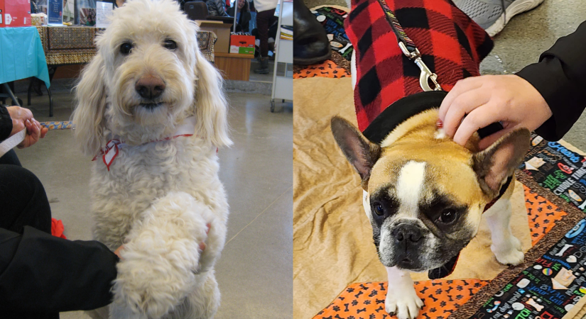 Pictured from left: caring canines Wilson and Bella. 