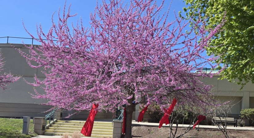 Red dresses hanging outdoors to mark Red Dress Day, honouring missing and murdered Indigenous women, girls and two‑spirit people.
